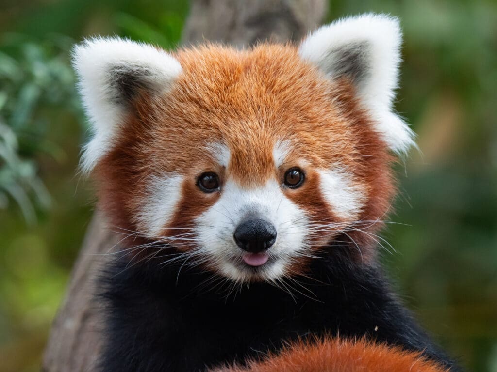 Red Panda